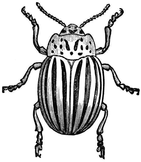 clipart insects black and white - photo #35