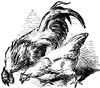 Chickens