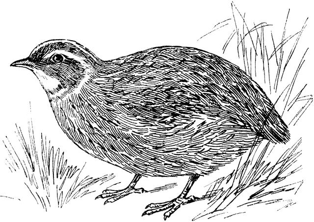 clipart of quail - photo #33