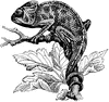 Chameleon