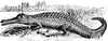 Gharial
