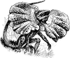 Frilled Lizard