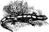 Spotted Salamander