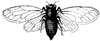 Cicada