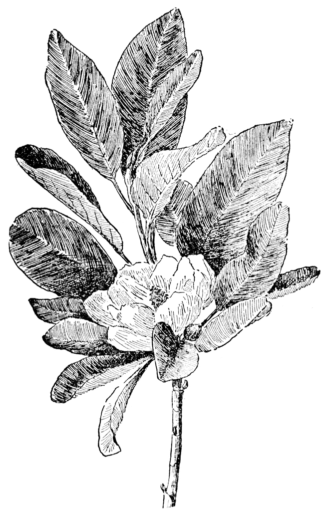 free clip art magnolia flower - photo #46