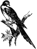 Passenger Pigeon