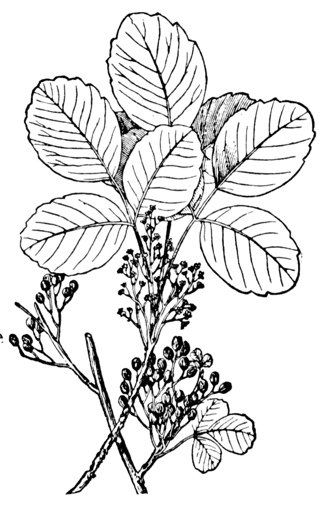 poison oak leaf. Poison oak.