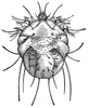 Head Louse