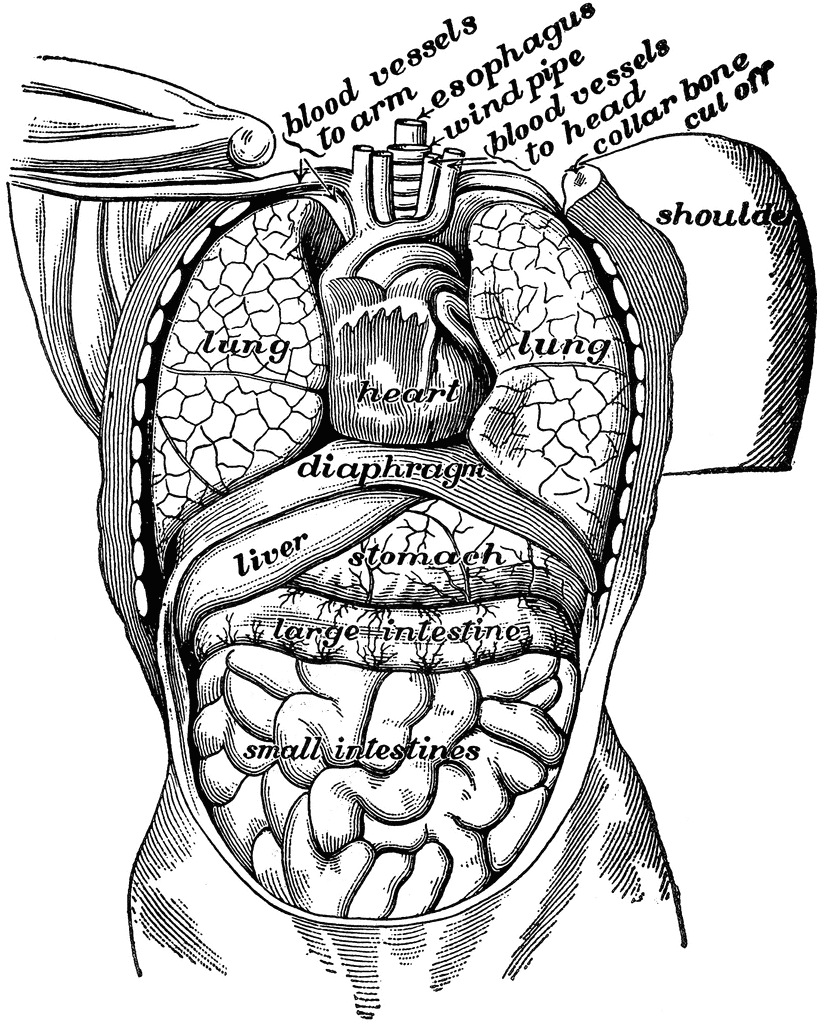 Organs of the body cavity