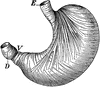 Stomach