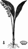 Lily of the Valley