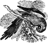 Macaw