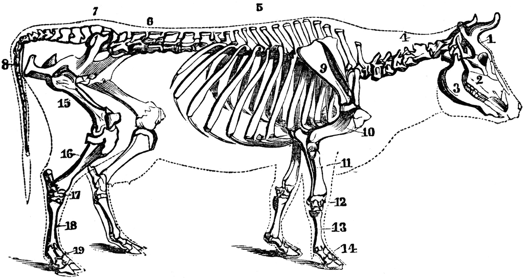 Radius Bone A Skeleton