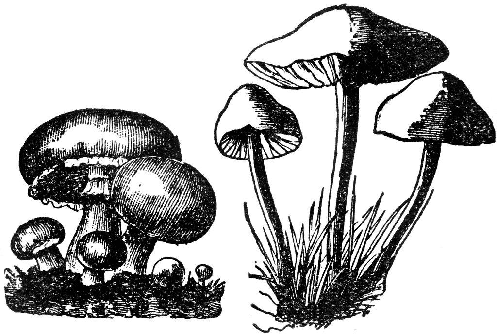 mushroom clipart black and white - photo #19