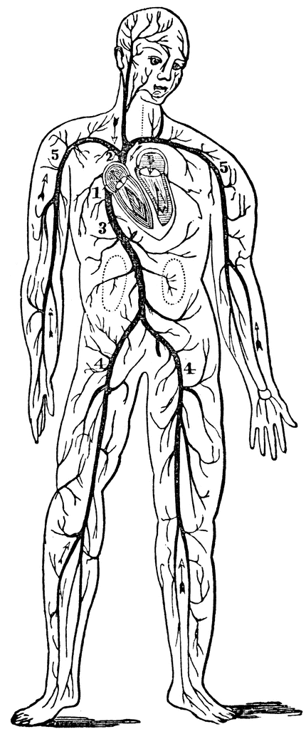 Circulatory System Coloring Page My Xxx Hot Girl