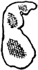 Pear Design