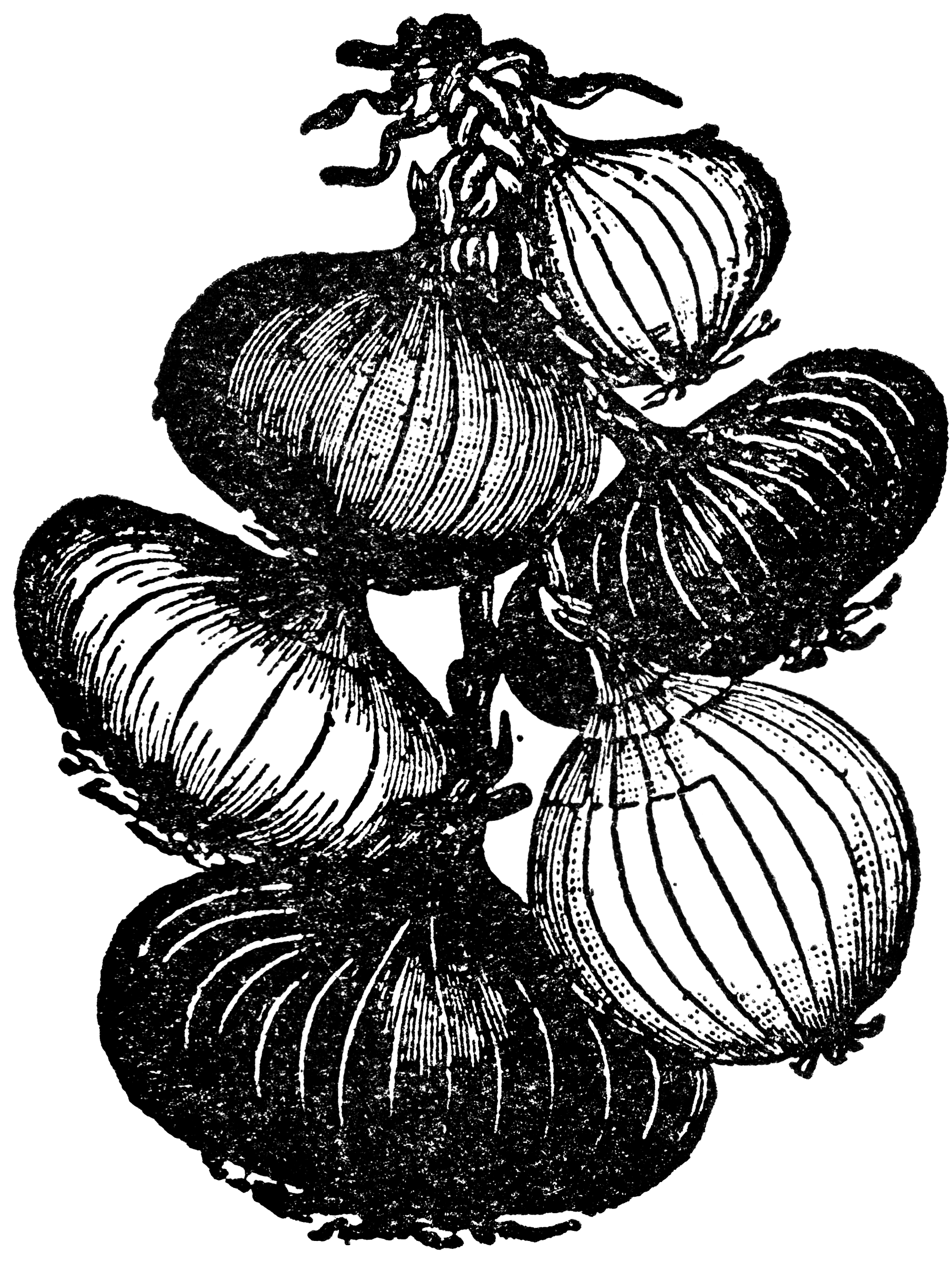 clipart of onion - photo #49
