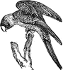 Parrot