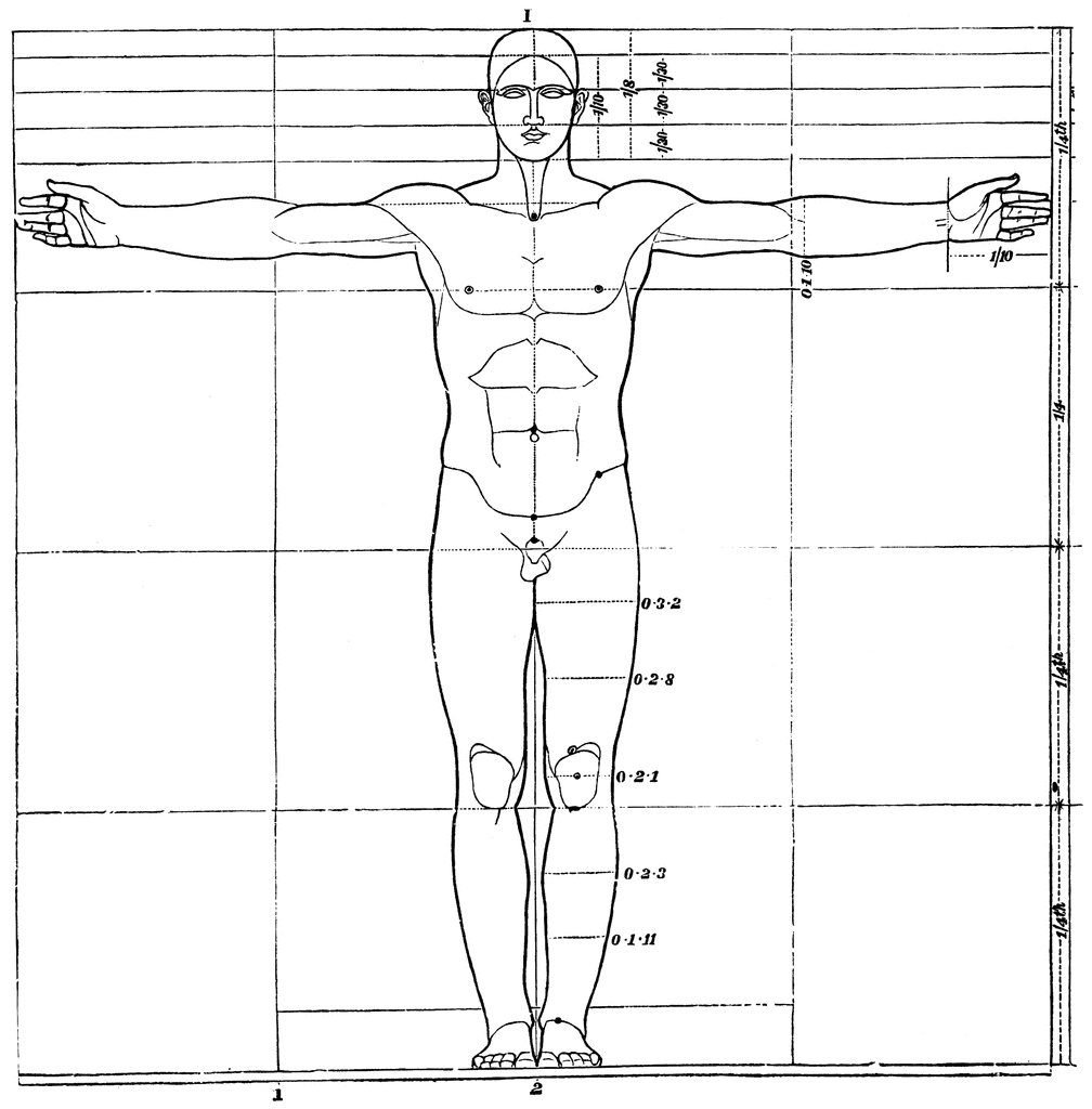 Proportions of human figure ClipArt ETC