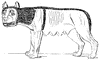 She-wolf