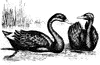 Black Swan