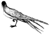 Tern