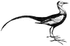 Jacana
