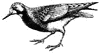 Sandpiper