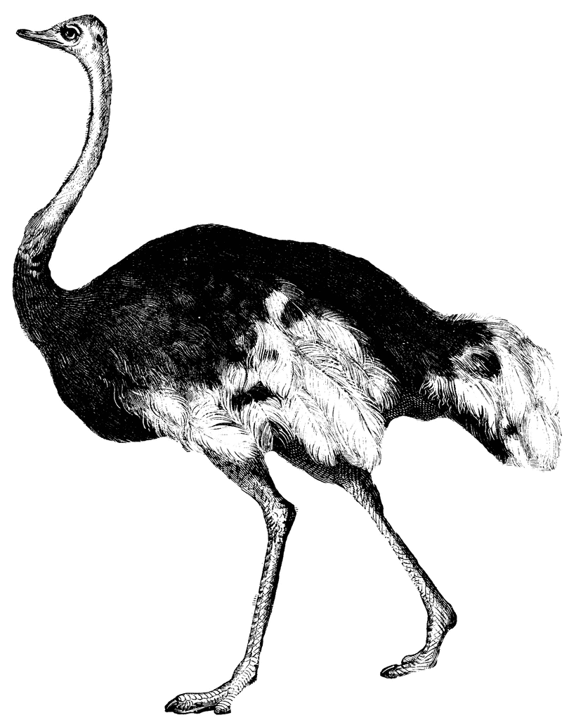 The Ostrich [1949]