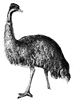 Emu