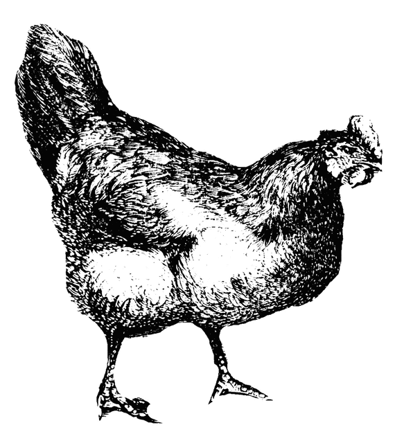 free chicken clipart black and white - photo #31
