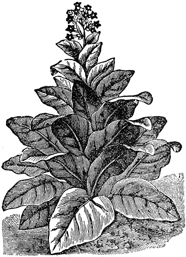 clip art tobacco leaf - photo #14