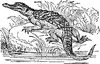 Crocodile