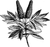 Cunonia