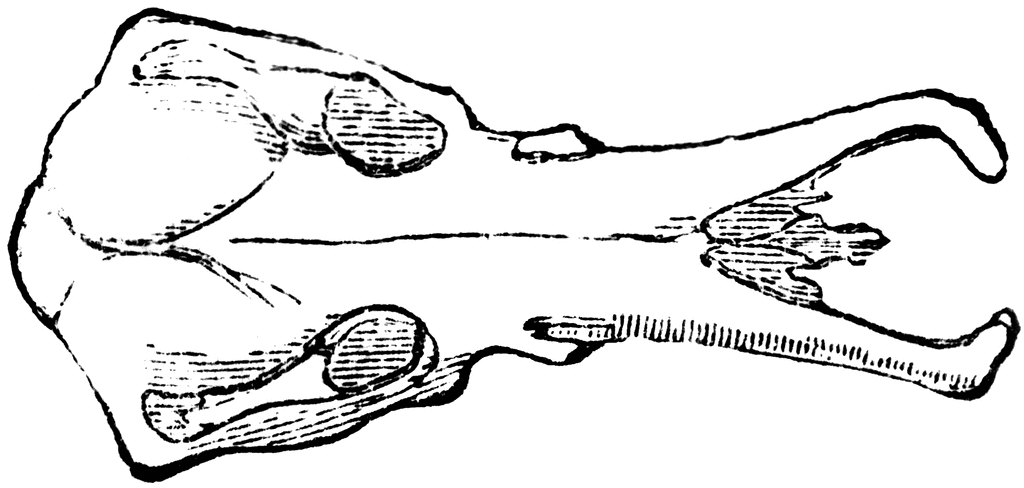Clipart Platypus