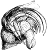 Hermit Crab