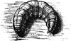 Cutworm