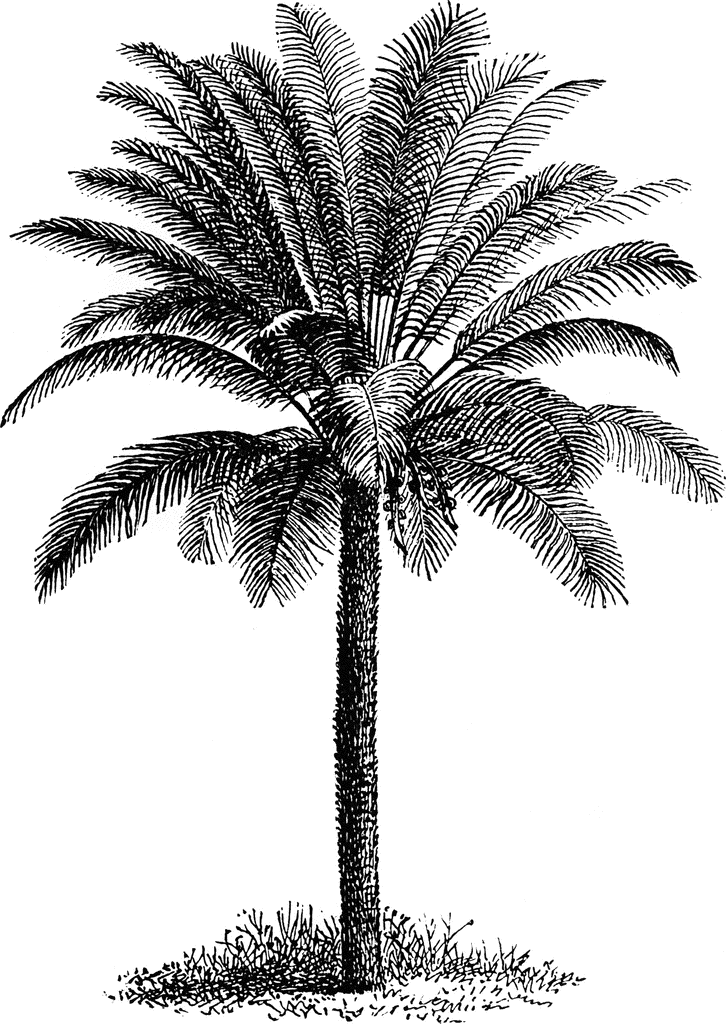 palm tree clipart free. dates tree clipart. Palm Tree
