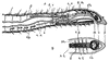 Annelid