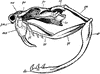 Rattlesnake Skull
