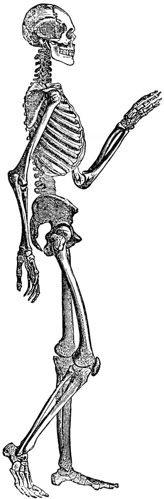 clip art human skeleton - photo #25