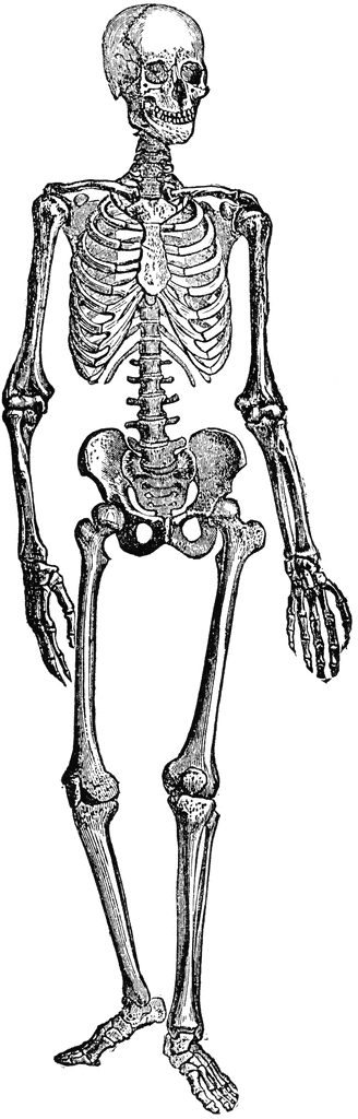 clip art of human skeleton - photo #11