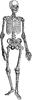 Human Skeleton