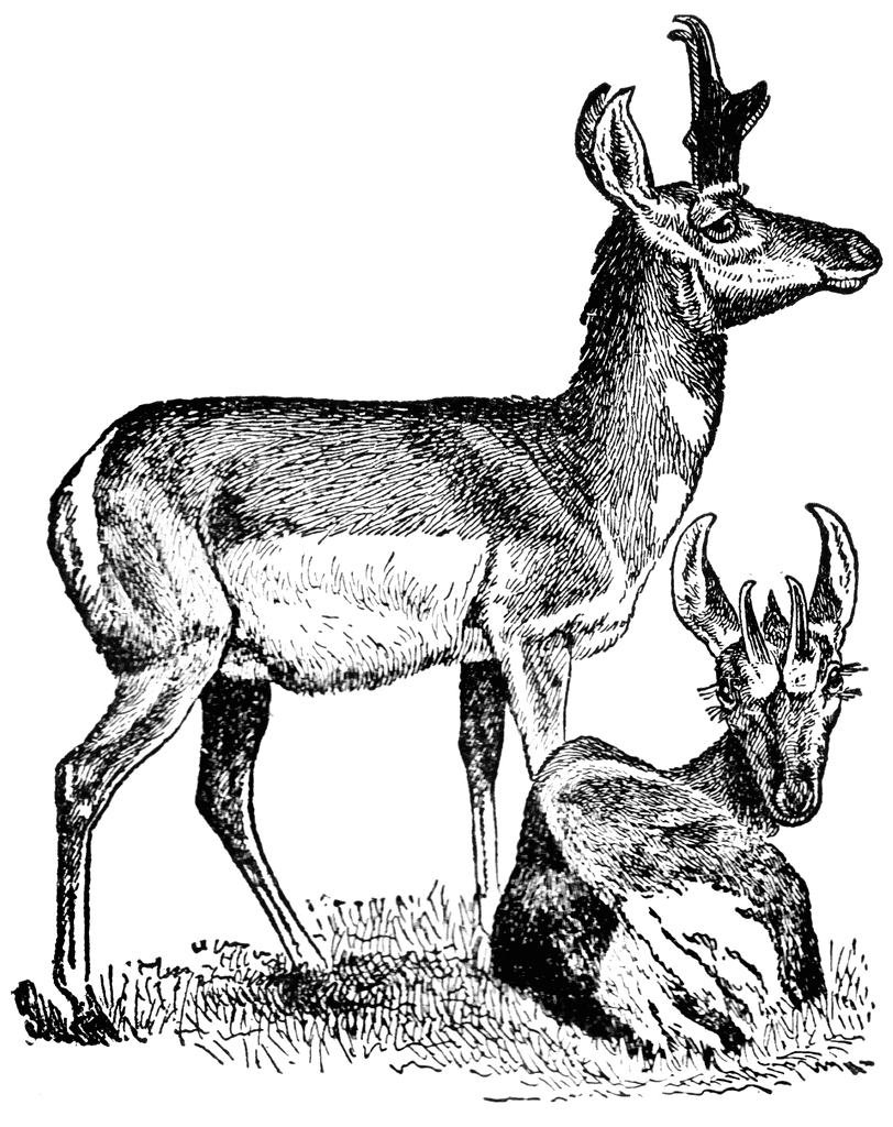 Clip Art Antelope. To use any of the clipart