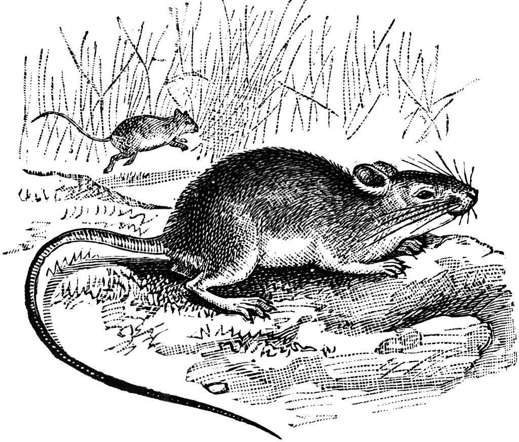mice clip art. To use any of the clipart