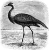 Numidian Crane