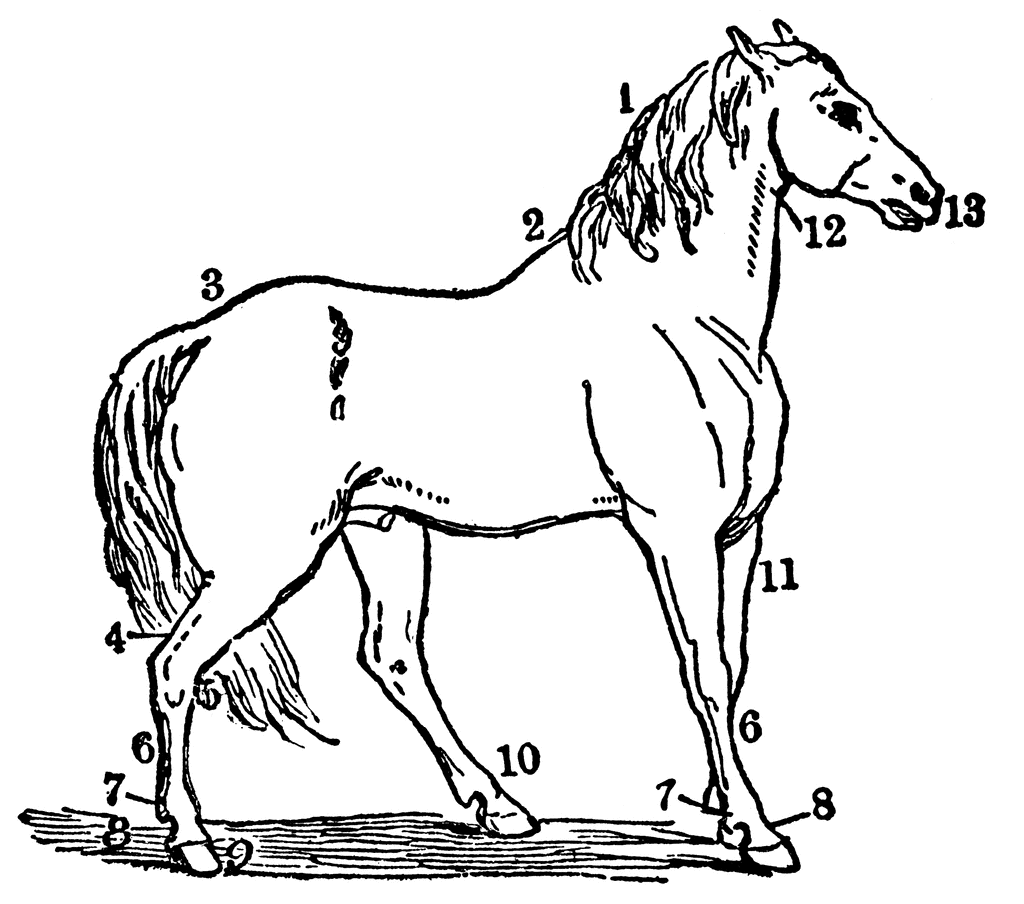 horse hooves clip art - photo #49