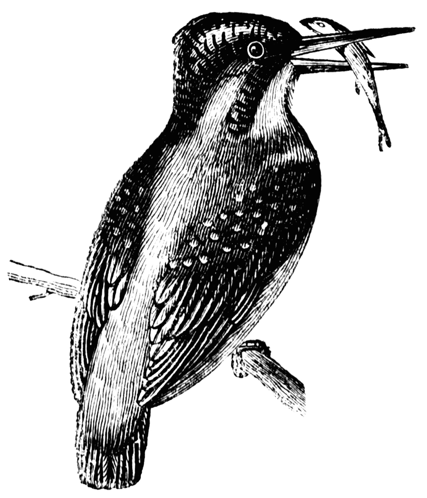clipart kingfisher bird - photo #26