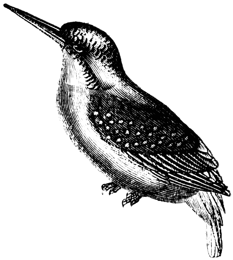 clipart kingfisher bird - photo #36