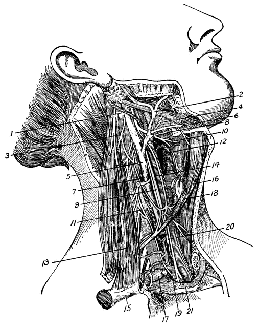 Arteries